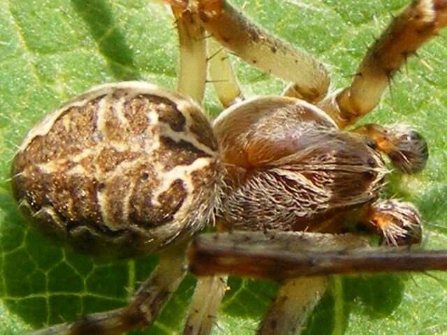 Image of Gray Cross Spider