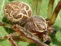 Image of Gray Cross Spider