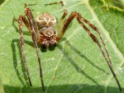 Image of Gray Cross Spider