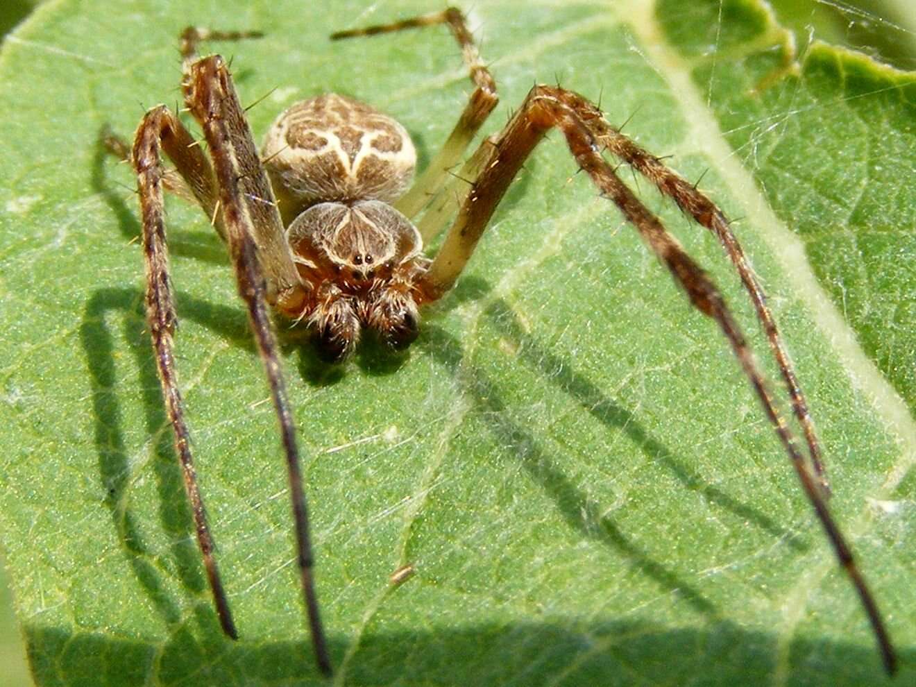 Image of Gray Cross Spider