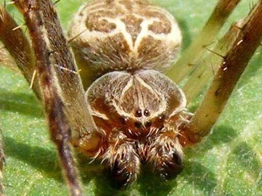 Image of Gray Cross Spider