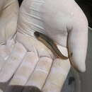 Image of Italian Loach