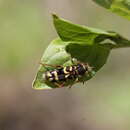 Image of Clytus planifrons (Le Conte 1874)