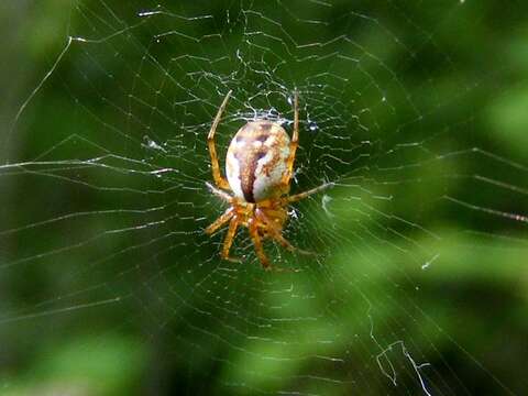 Image of Tuftlegged Orbweaver