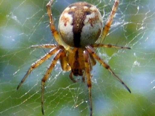 Image of Tuftlegged Orbweaver