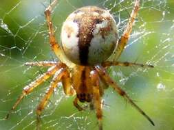 Image of Tuftlegged Orbweaver