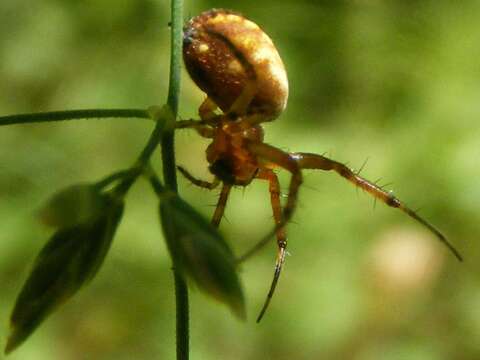 Image of Tuftlegged Orbweaver