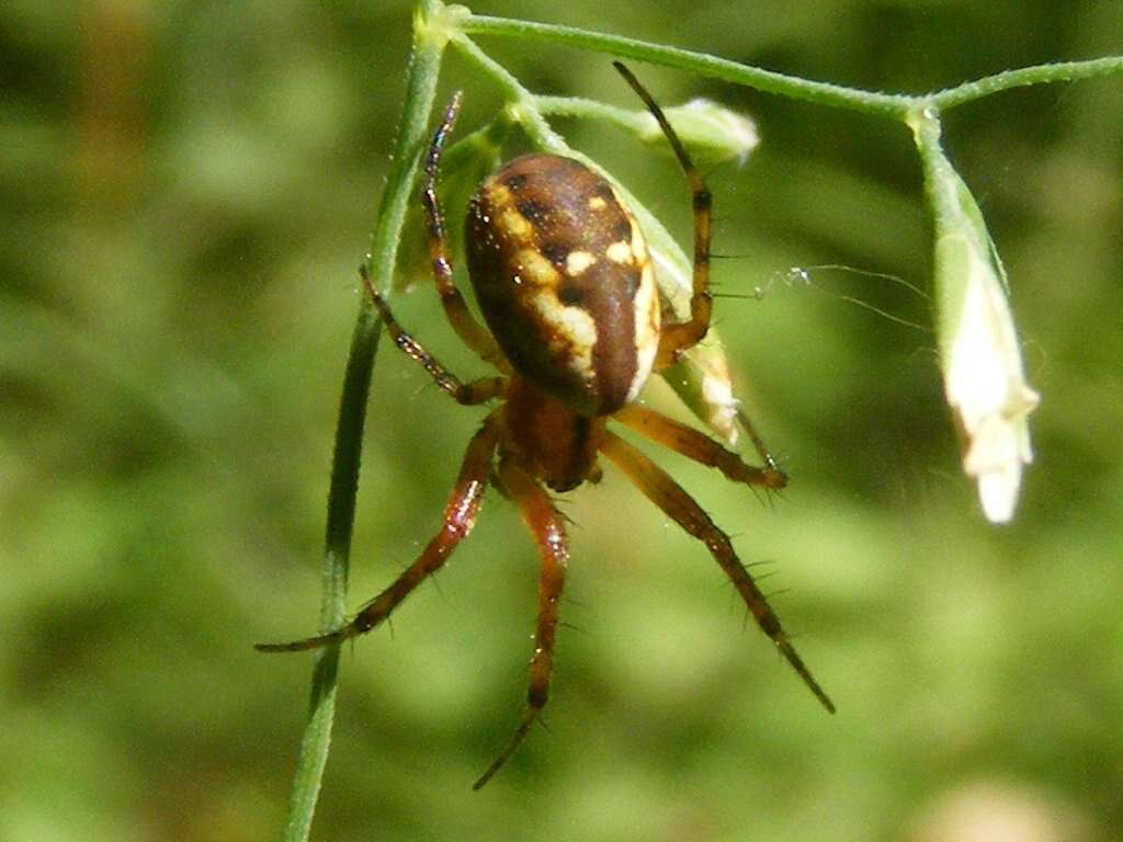 Image of Tuftlegged Orbweaver