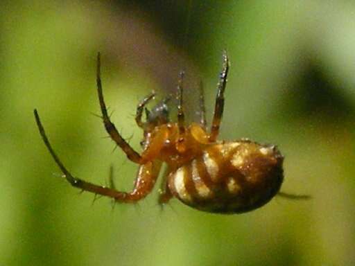 Image of Tuftlegged Orbweaver