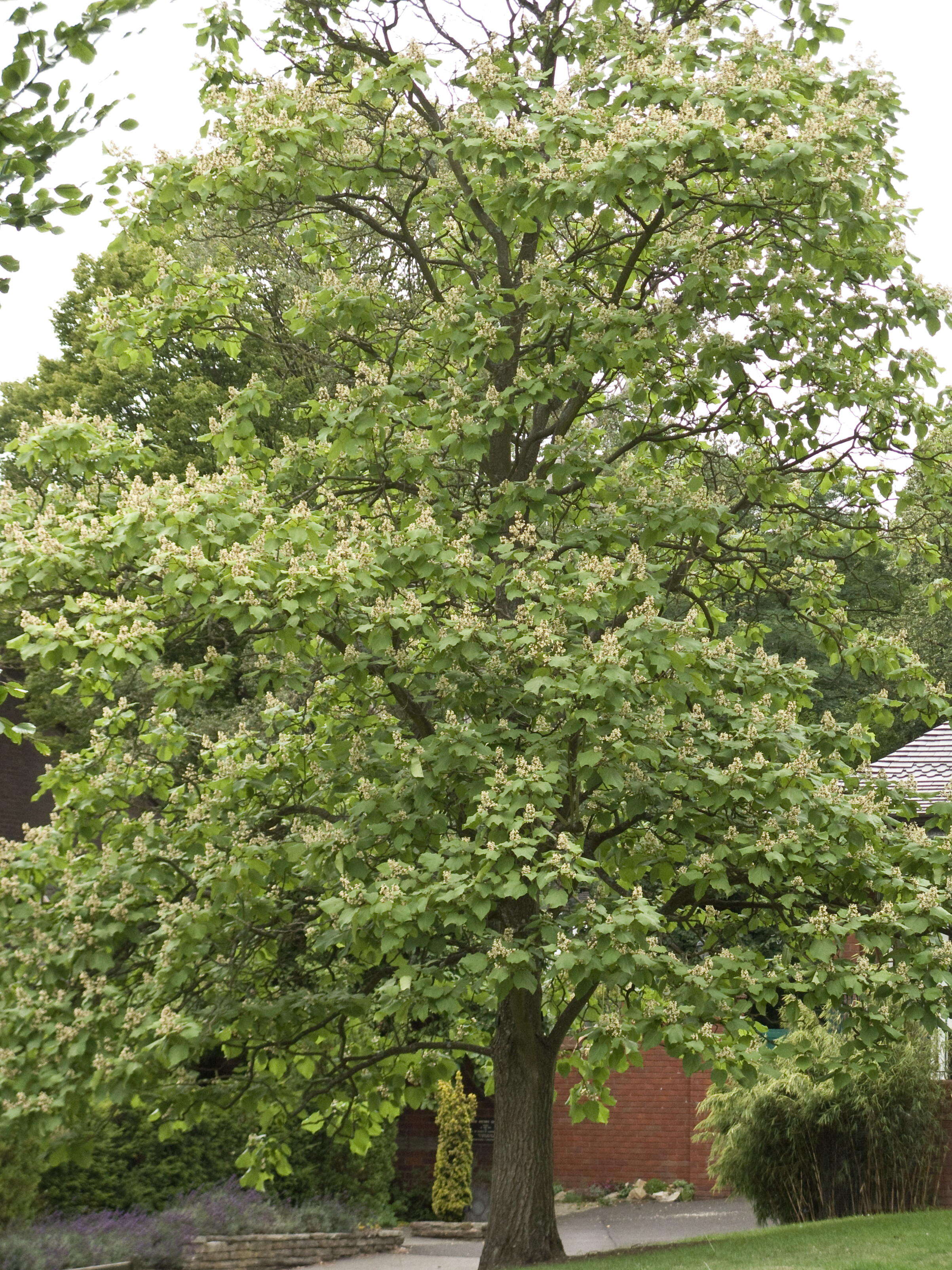 Image of Chinese catalpa