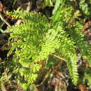 Image of Paesia scaberula (A. Rich.) Kuhn