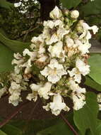 Image of Chinese catalpa