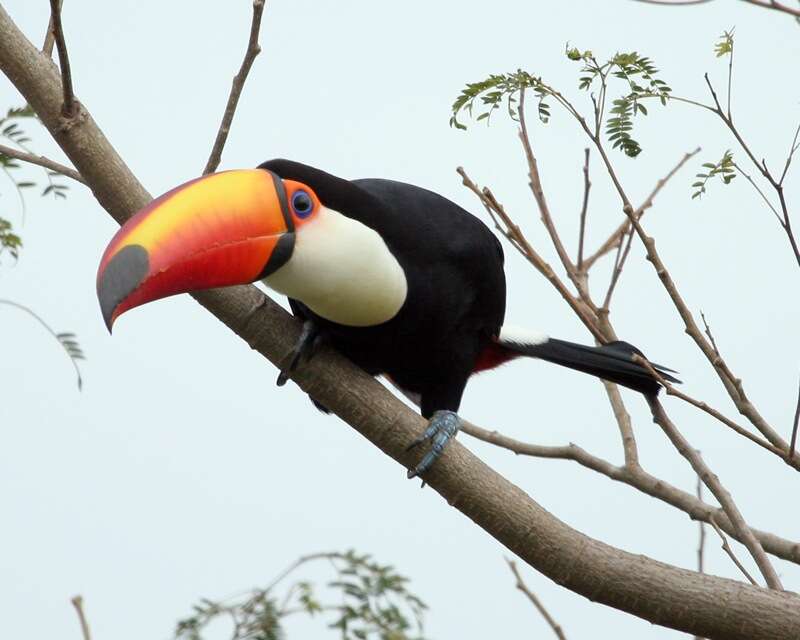 Image of Toco Toucan