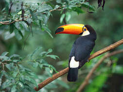 Image of Toco Toucan