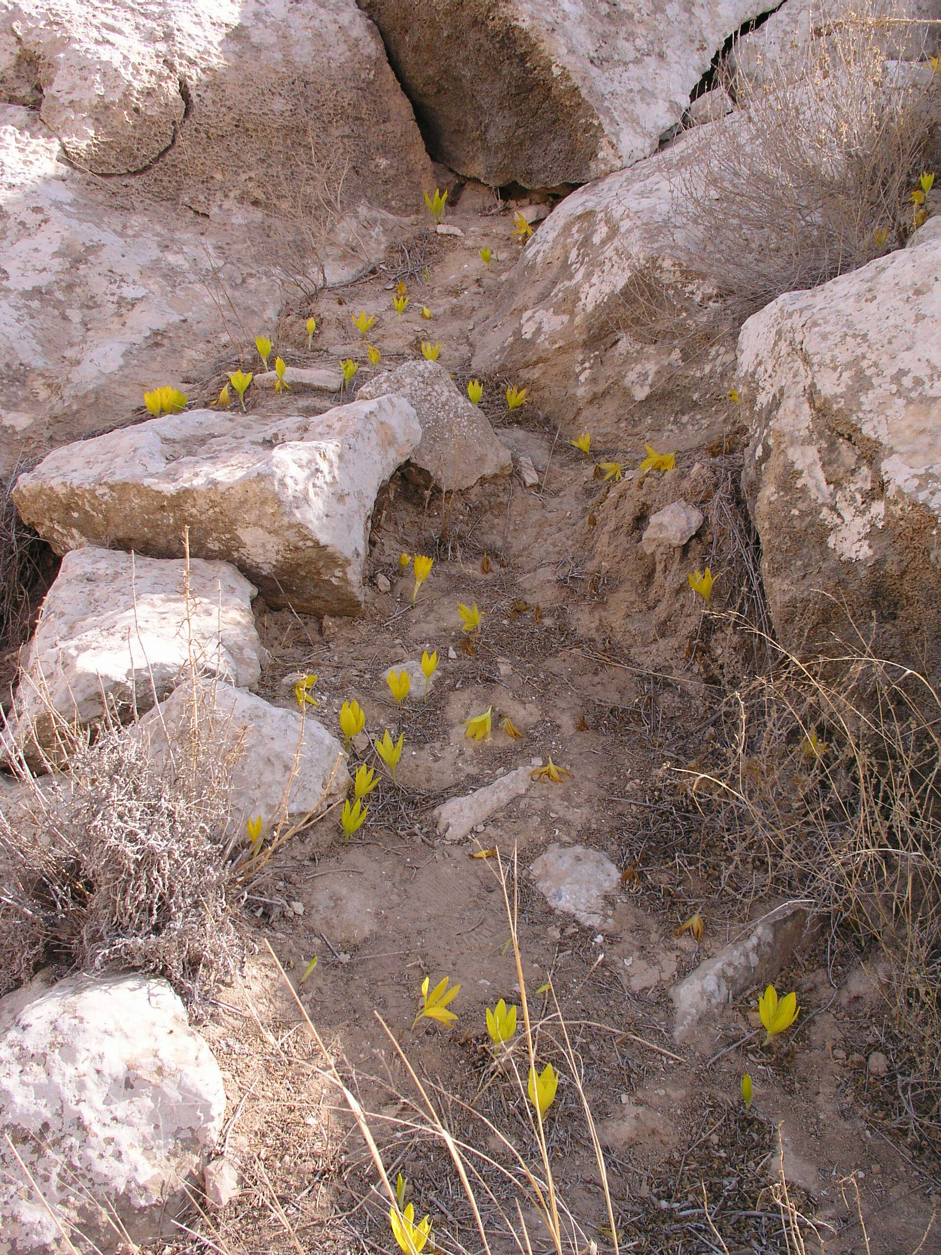 Image de Sternbergia clusiana (Ker Gawl.) Ker Gawl. ex Spreng.