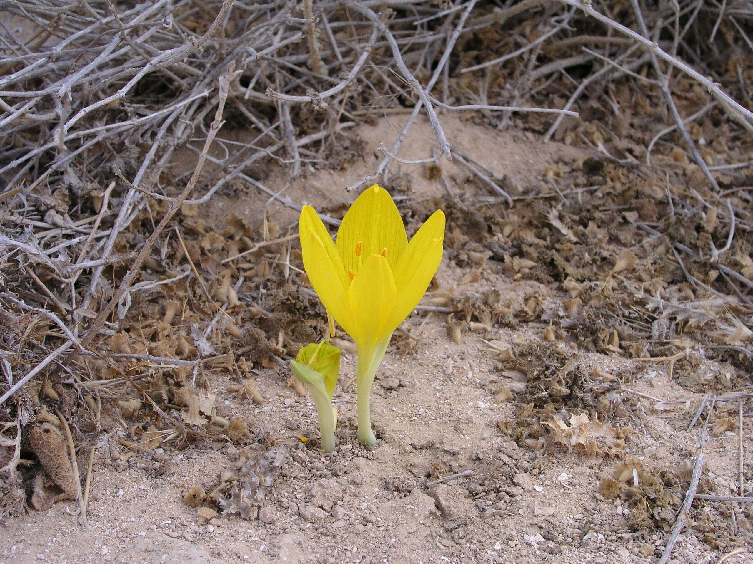 Image de Sternbergia clusiana (Ker Gawl.) Ker Gawl. ex Spreng.