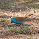 Image of Blue-capped Cordon-bleu