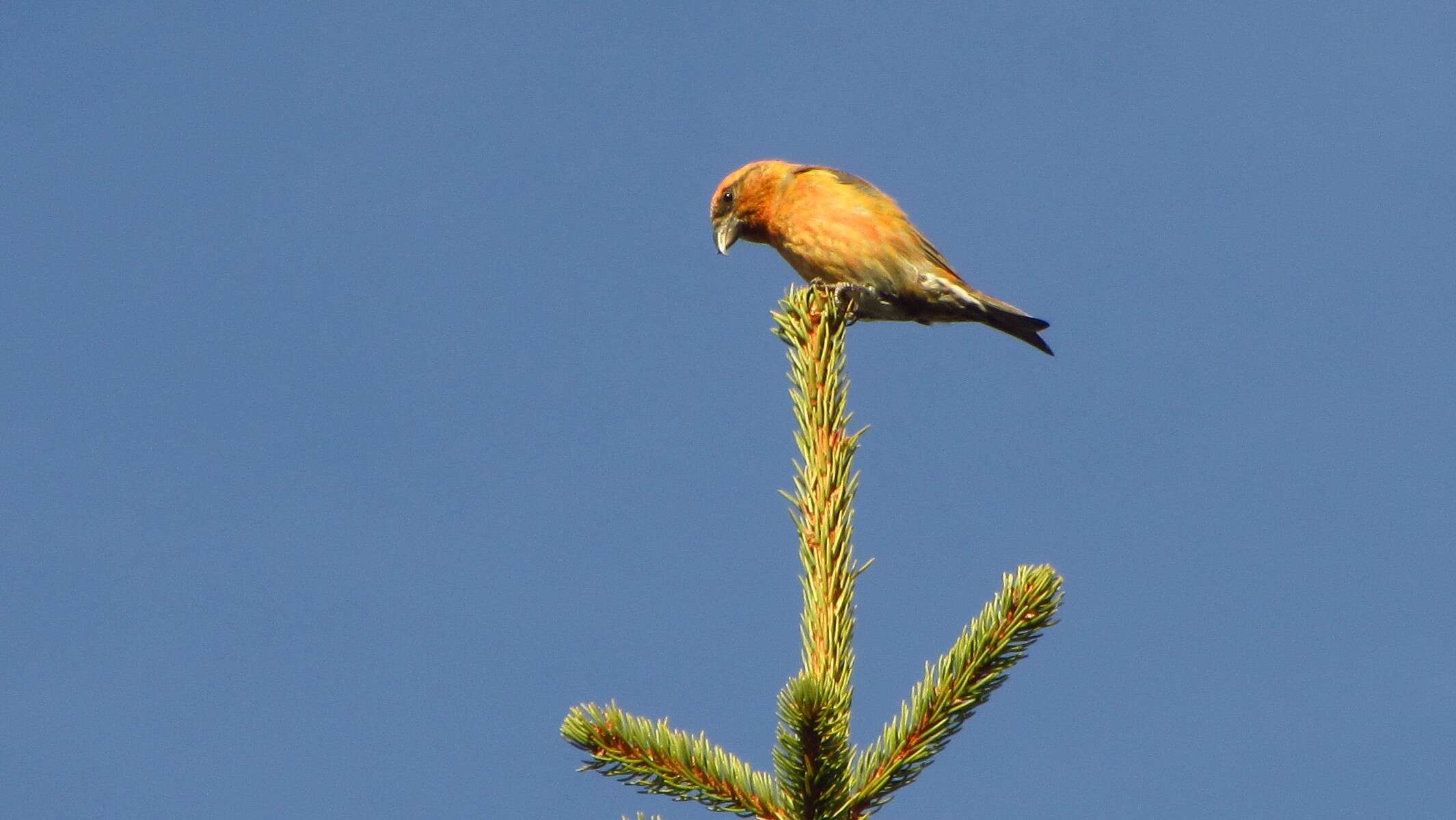 Image of Common Crossbill