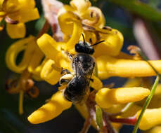 Leioproctus incanescens (Cockerell 1913) resmi