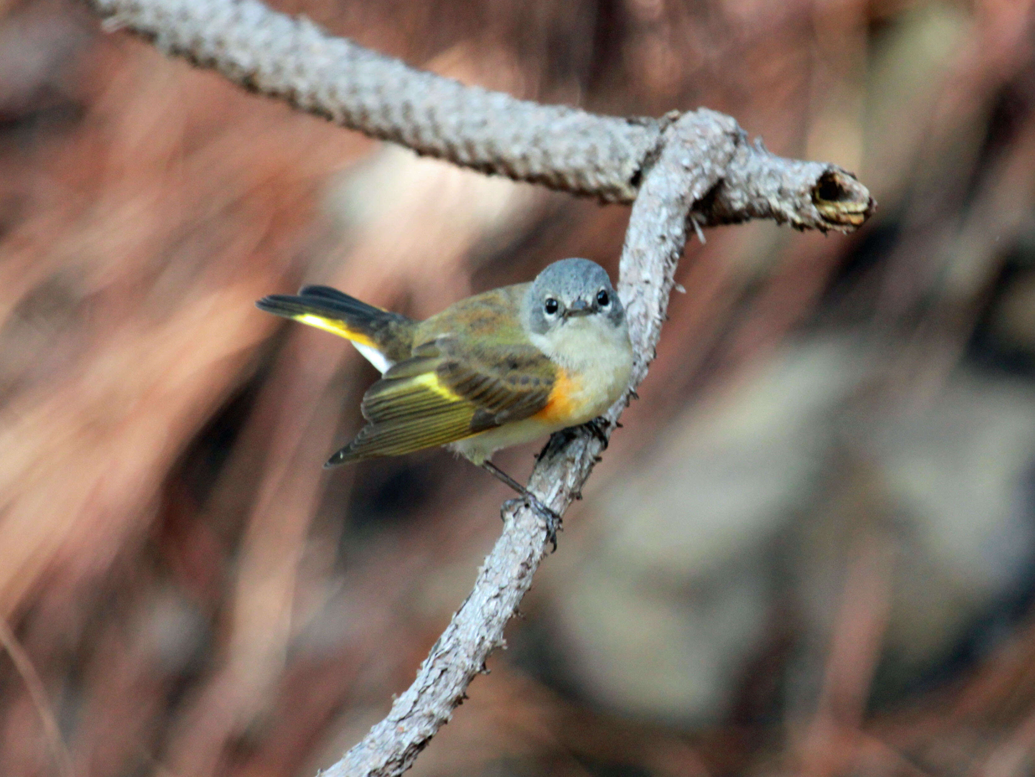 Image of American Redstart