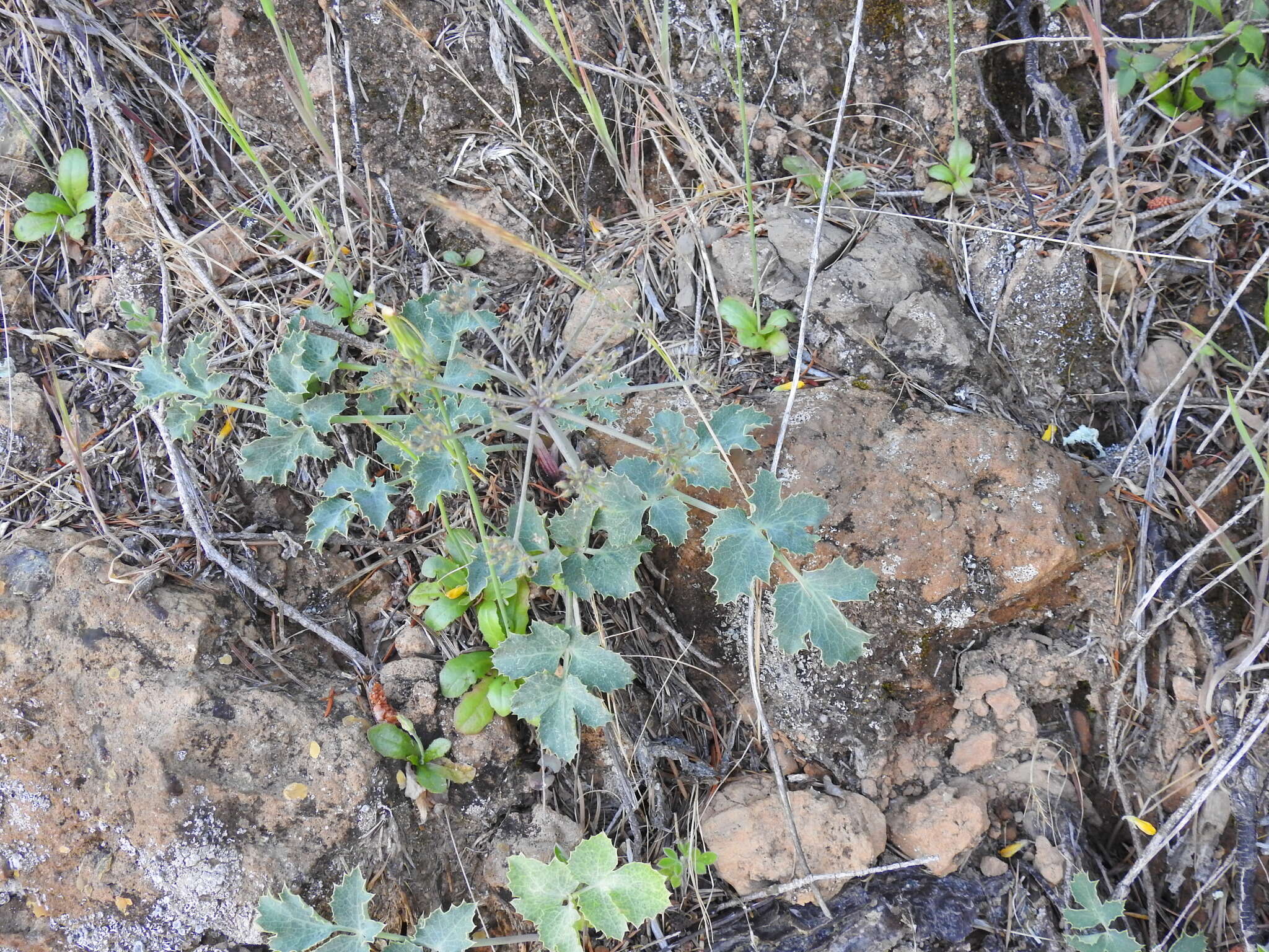 Слика од Lomatium repostum (Jepson) Mathias