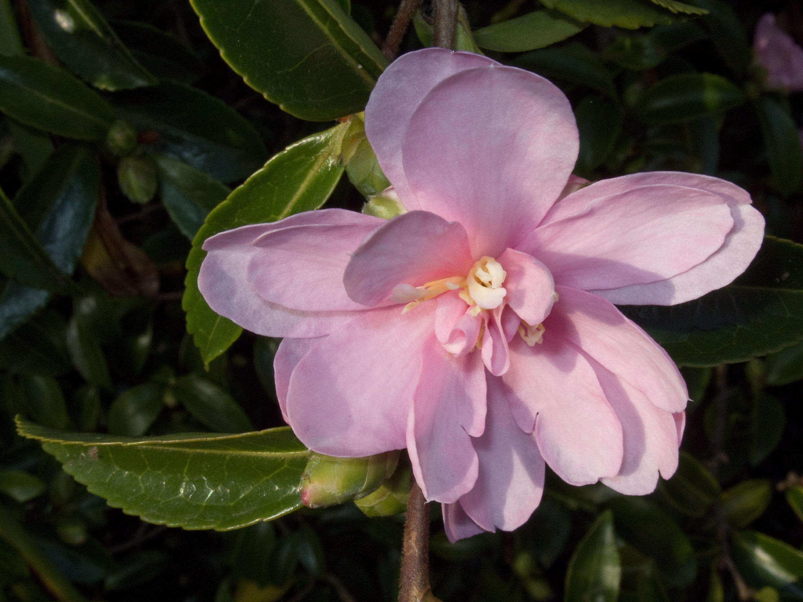 Image of Camellia sasanqua