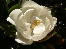 Image of southern magnolia