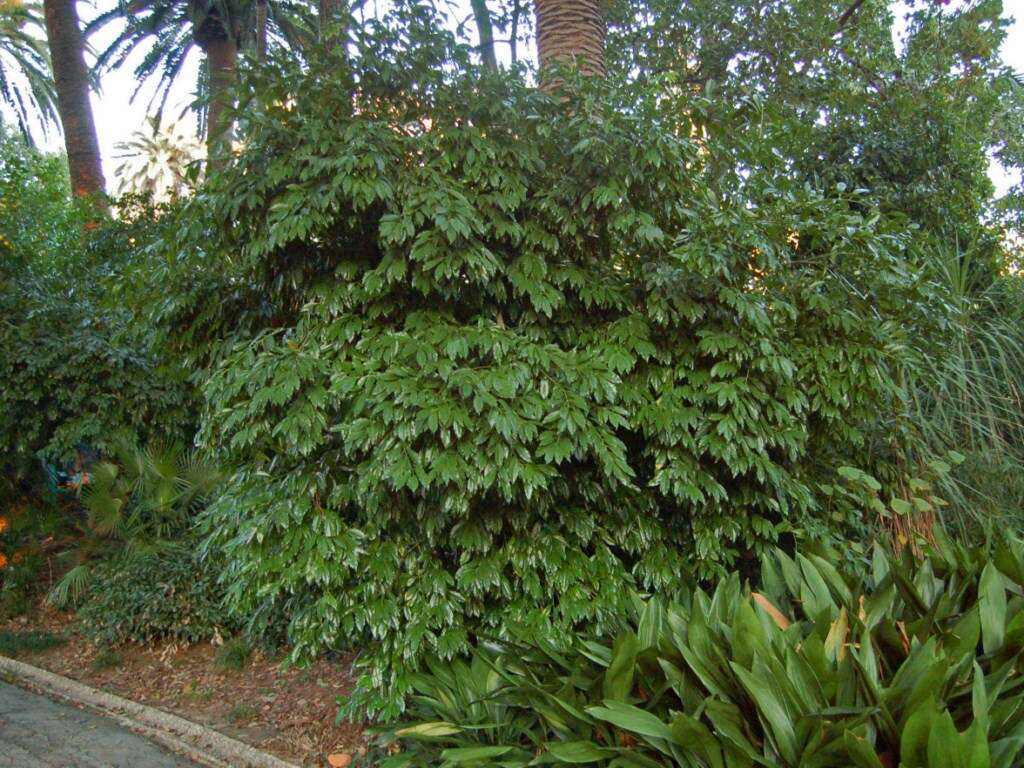 Image of laurel-leaf snailseed