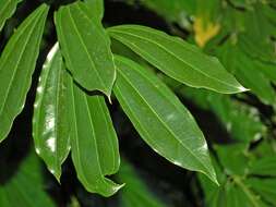 Image of laurel-leaf snailseed