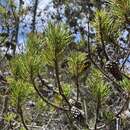 Image of Bolander beach pine