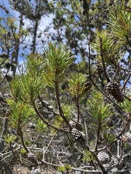 Image of Bolander beach pine