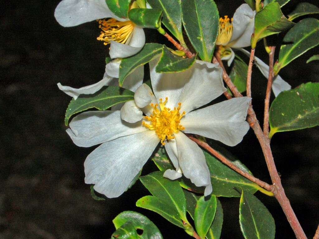 Image of Pyrenaria microcarpa (Dunn) H. Keng