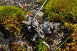 Image of reticulate silverskin lichen