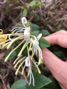 Imagem de Lonicera macrantha (D. Don) Spreng.