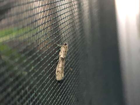 Image of Mediterranean Flour Moth