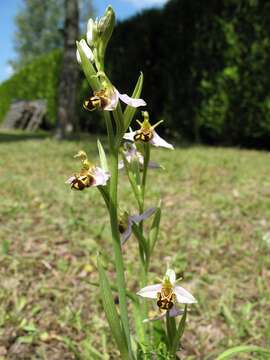 Image of Bee orchid