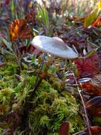 Image of Mycena megaspora Kauffman 1933