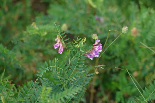 Plancia ëd Vicia cassubica L.