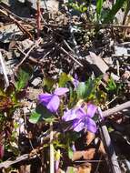 Image of Viola sacchalinensis H. Boiss.