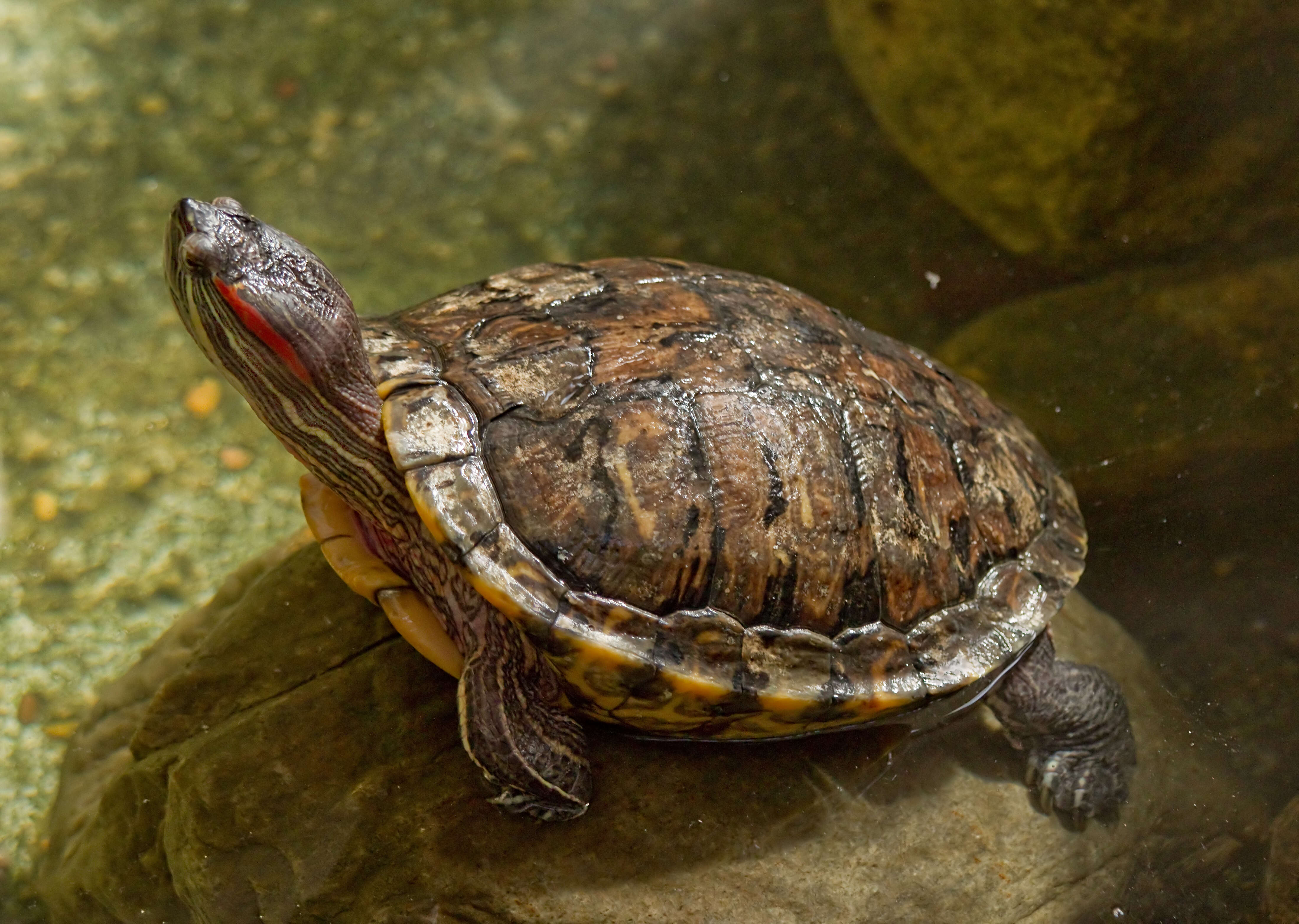 Image of slider turtle, red-eared terrapin, red-eared slider