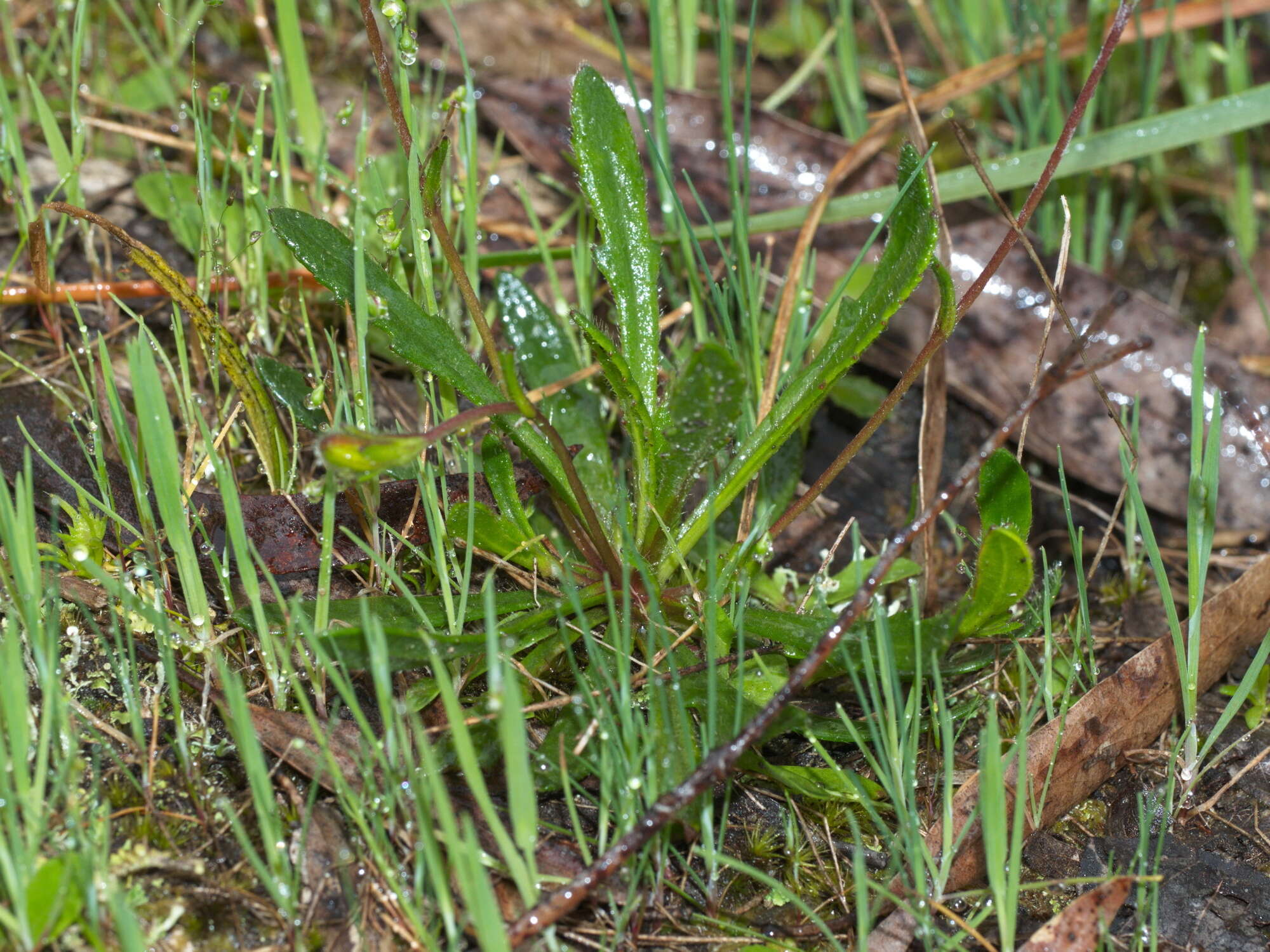 Imagem de Goodenia geniculata R. Br.