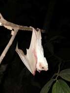 Image of Lesser Ghost Bat