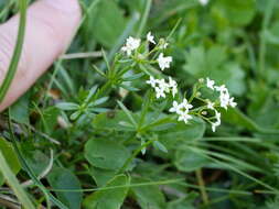 Image of Galium anisophyllon Vill.