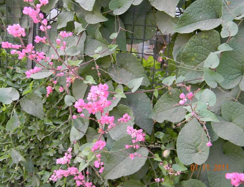 Image of antigonon