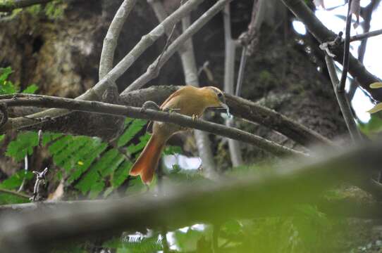 Image of Ochre-breasted Foliage-gleaner