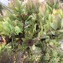 Sivun Leucadendron globosum (Kennedy ex Andrews) I. Williams kuva