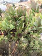 Image of Leucadendron globosum (Kennedy ex Andrews) I. Williams