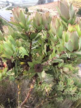 Image of Leucadendron globosum (Kennedy ex Andrews) I. Williams