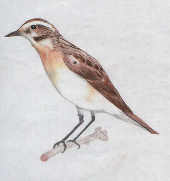 Image of Whinchat