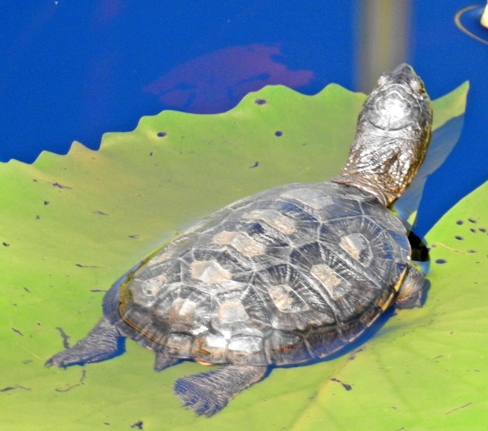 Image of Pelomedusa galeata (Schoepff 1792)